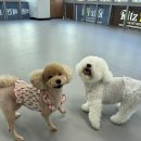 리츠펫 강남세곡점 이미지