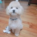 야옹아멍멍해봐 김포운양점 | 김포 야옹아 멍멍해봐 미용 후기