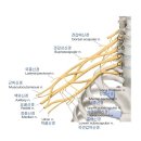어깨통증 경추 신경과 통증 케어, 숨어 있는 근육을 관리하라 이미지