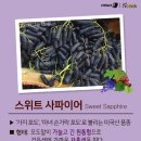 포도스토리