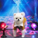 솜솜 애견미용 이미지