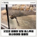 엔스토리 | 삿포로 비에이 아사히야마 동물원 당일 버스투어 후기 비용 코스 추천 엔데이트립