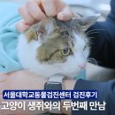 편안한건강 | 고양이가 편안한 건강검진 병원 추천, 생쥐 후기로 보는 고양이 검진센터 선택 기준