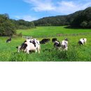 양지목장 이미지