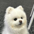부산 강아지 24시 애견미용호텔유치원 도그드림(서면점) 이미지
