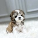 오케이독 이미지