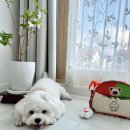 숲속댕토리애견유치원 | 자연 친화적인 양산애견유치원 숲속댕토리애견유치원 추천