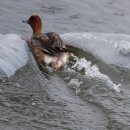 홍머리오리(Eurasian Wigeon) 이미지