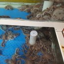 김명자낙지마당 이미지