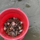 트로페아2 이미지