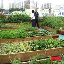 나비텃밭농원 이미지