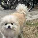 도그드살롱 이미지