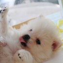 뽀송 이미지