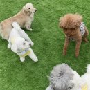 수려하개 이미지