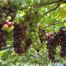 청양금강농장 이미지