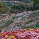 피나클랜드 이미지