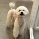 털로덮인친구들 서울상도점 이미지