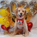 댕바라기 이미지