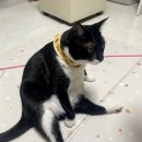 데오덴탈 이미지