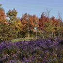 코스모스드림 이미지