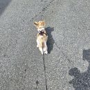 리치동물병원 이미지