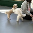 세천로7길 | 대구 애견카페 추천, 대구 실내애견카페 &#39;짜세프렌즈&#39; 후기 !!