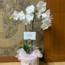 초화플라워 | 선물] 💍 상견례 선물 고민 끝! 대전 오엔젤플라워 호접란 후기🌿 | 대전상견례선물 | 대전호접란...