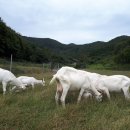 농업회사법인 유한회사 거석 이미지