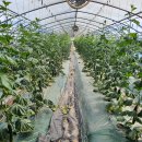 도선농장 이미지