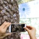 청송도석 앞 이미지