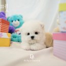 디디펫 수원강아지분양 이미지