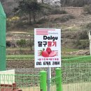 경남농장 | 경남 창녕 딸기농장 [달구베리] 솔직 체험후기