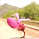 풍경화꽃식물원 이미지