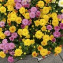 소하축산 이미지