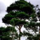 노송농원 이미지