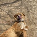 명이몽 | [포천맛집]애견동반 가능한 포천 식당, 떡갈비 전문점 명이몽 후기