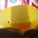 "옐로우마진드 박스터틀" 아기 거북이 만들기 프로젝트 이미지