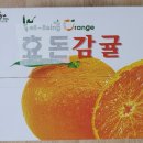 제주 비전농원/ 감귤 먹어본 후기