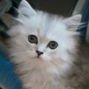 소담촌배곧신도시점(새롬프라자2차내 위치) | 주간일기 :: 설연휴 강아지 일상, 배곧카페 아띠, 거북섬 인유어코너, 주니돈까스, 부산 내호냉면, 배곧...