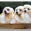 개 웃는날 이미지