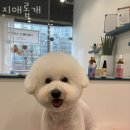 지애롭개 이미지