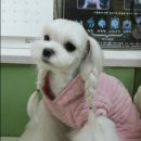 밤톨도톨