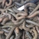 미끼