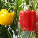 조산농장 이미지