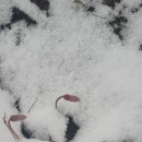 얼레지펜션 이미지