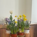 [10/20]가드닝 클래스 | 강남 플로리스트학원 혜인즈블라썸 원데이클래스 3월 네덜란드의 스프링가든 후기