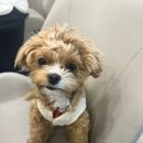 베리굿동물병원 이미지