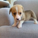 쓰담쓰담애견샵 이미지