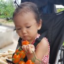 효민농장 이미지