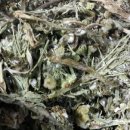 두릎 어수리 취나물 오가피 머위 엉컹퀴 곰보배추 흰민들레 둥굴레 어성초 참옻순 이미지